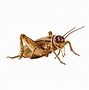 Image result for Criket Bug PNG
