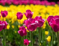 Image result for Pink Tulip Field