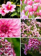 Image result for Indoor Plants with Pink Flowers