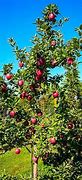 Image result for Apple Tree Plant