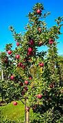 Image result for Red Delicious Apple Tree Zone