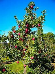 Image result for 5 Apple Tree
