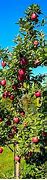 Image result for Big Red Apple Tree