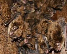 Image result for Bats in Massachusetts