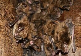 Image result for Little Brown Bat Guano