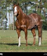 Image result for Red Roan American Quarter Horse