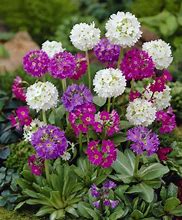 Primula Broadwell Ruby に対する画像結果