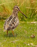 Image result for Gallinago andina