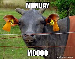 Image result for Monday Cow Meme