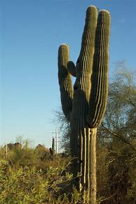 Image result for Big Cactus Arizona
