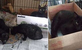 Image result for Black Cat Animal Shelter