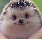 Image result for Cute Animals Funny Faces