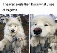 Image result for White Dog at Doorbell Meme