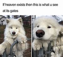 Image result for Relatable Pet Memes