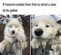 Image result for Dog Looking at Phone Meme