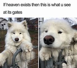 Image result for Awesome Dog Funny Memes