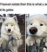 Image result for Cute Dog Funny Animal Memes