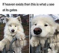 Image result for Husky Meme