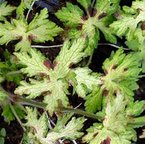 Image result for Geranium phaeum ‘Springtime’
