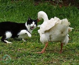 Image result for Cat and Goose Love