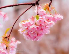 Image result for Bunga Sakura