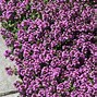 Thymus praecox Purple Beauty के लिए छवि परिणाम