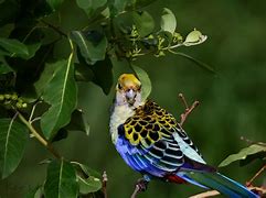 Image result for Phigys Loriidae