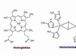 Image result for hemocianina