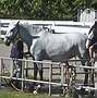 Image result for Grey and White Horse