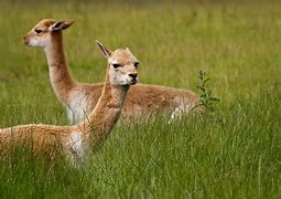 Image result for Hoofed Animals