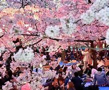 Image result for Japan Spring Blossom Festival
