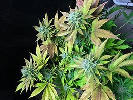 Image result for Marijuana Cover