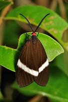 Image result for Aphantochroa Trochilidae