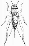 Image result for Anatomy Acheta Domesticus
