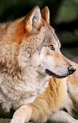 Image result for Wolf Staring Out to Sky