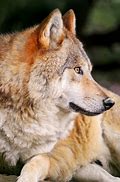 Image result for Wolf Staring at Camera Line Art