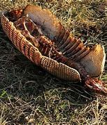 Image result for Armadillo with No Shell
