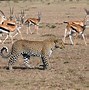 Image result for Major City in Maasai Mara