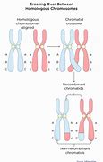 Image result for Synapsis and Crossing Over