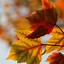 Image result for Cute Fall Phone Backgrounds