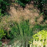 Image result for Stipa gigantea