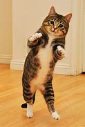 Image result for Funny Dancing Cats