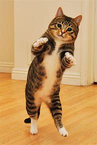 Image result for Dancing Cat