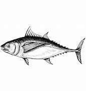 Image result for Tuna Fish Clip Art Black and White