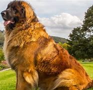 Image result for Heaviest Dog in the World