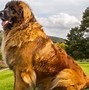Image result for Biggest Puppy in the World