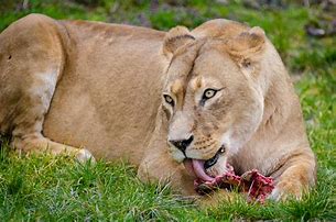 Image result for Carnivore Animals Eating