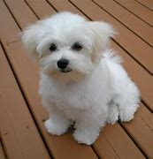 Image result for Maltipoo Cute Love