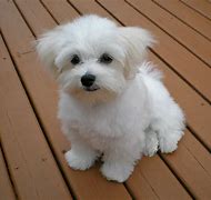 Image result for Small White Dog