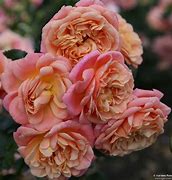Image result for Peach Climbing Rose